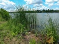 Fishing rod near the lake shore overgrown with green grass and cattails Royalty Free Stock Photo