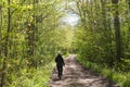 Person on a footpath in a bright green forest Royalty Free Stock Photo