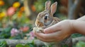 A person gently holds a small white rabbit in their hand Royalty Free Stock Photo