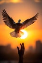 person hand and birds at sunset, people and flying pigeons and doves, hope and peace concept