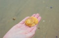 Person hand collecting sea ocean shell with beach sand background Royalty Free Stock Photo