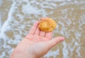 Person hand collecting sea ocean shell with beach wave background Royalty Free Stock Photo