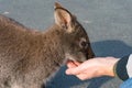 Person feeding wild kangaroo, wallaby Royalty Free Stock Photo