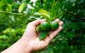 Person hand with fresh West Indian lime. Royalty Free Stock Photo