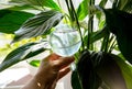 Person hand insert round transparent self watering device globe inside potted peace lilies Spathiphyllum plant soil in home interi Royalty Free Stock Photo