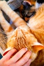 Person hand pats ginger cat.