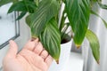 Person hand show houseplant leaf tips turning brown on Spathiphyllum commonly known as spath or peace lilies. Royalty Free Stock Photo