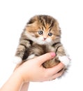 Person hands holding a kitten. isolated on white background Royalty Free Stock Photo