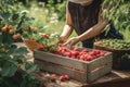 person, harvesting and sharing the fruits of their community garden plot