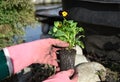 Transplanting pansy flowers into open ground