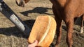 Person has offered bread of a horse and she has refused.