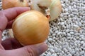 A person has onions in his hand, dried white beans in a plate