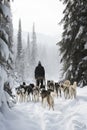 A person hiking with sled dogs AI generated Royalty Free Stock Photo