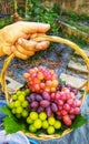 A person holding a basket full of grapes. translucent grapes closeup. Royalty Free Stock Photo