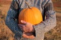 A person holding big orange pumpkin on hay field background. Female hands in gray sweater with huge pumpking. Royalty Free Stock Photo