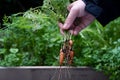 Holding up a bunch of baby carrots harvested from the vegetable garden