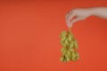 Person holding bunch of ripe green grape. Crop hand demonstrating bunch of ripe wet grape on bright coral background