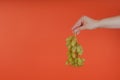 Person holding bunch of ripe green grape. Crop hand demonstrating bunch of ripe wet grape on bright coral background