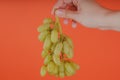 Person holding bunch of ripe green grape. Crop hand demonstrating bunch of ripe wet grape on bright coral background