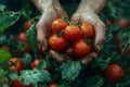 Person holding ripe, seedless tomatoes a natural food plantbased fruit