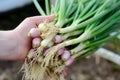 person holding a bunch of spring onions with roots visible