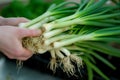 person holding a bunch of spring onions with roots visible