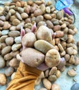 A person holding a bunch of stones in their hands. large stones and  many small stones. Royalty Free Stock Photo