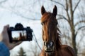 person holding camera at eye level as horse canters directly at them Royalty Free Stock Photo