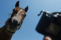 person holding camera at eye level as horse canters directly at them Royalty Free Stock Photo