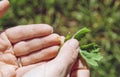 Person holding Chelidonium majus leaf also known:greater celandine nipplewort swallowwort or tetterwort to cure wart on finger