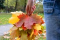 A person holding colorful autumn leaves of the sugar maple, acer saccharum - major source of sap for making syrup