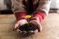 Person holding a colorful yellow dandelion in rich fertile earth