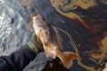 person holding a dead fish against an oil spill background Royalty Free Stock Photo