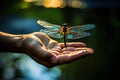 Person Holding Dragonfly in Hand Royalty Free Stock Photo