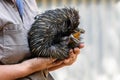 A person holding an echidna. Australia, Magnetic Island.