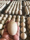 A person holding an egg in front of rows of eggs. Royalty Free Stock Photo