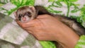 A person is holding a ferret that is wearing a green blanket