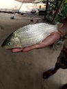A person holding fish on palm Royalty Free Stock Photo