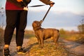 Person holding a French Buldog on a leash