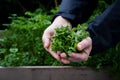 Fresh parsley harvested in the herb garden Royalty Free Stock Photo