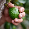 A person holding a green avocado in their hand Royalty Free Stock Photo