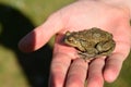 Person holding a green frog. Royalty Free Stock Photo