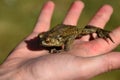 Person holding a green frog. Royalty Free Stock Photo