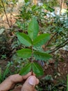 person holding green leaf