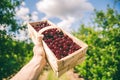 Basket full of red ripe cherries in cherry orchard against sky Royalty Free Stock Photo