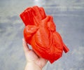 Person holding in hand prototype human heart 3D printed from molten red plastic Royalty Free Stock Photo