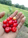 Person holding a handful of ripe cherries in a lush green grassy field Royalty Free Stock Photo