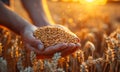 A person is holding a handful of wheat in a field. The wheat is golden and the field is full of it Royalty Free Stock Photo