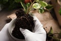 Person holding house plant with soil above table, closeup Royalty Free Stock Photo