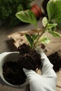 Person holding house plant with soil above table, closeup Royalty Free Stock Photo